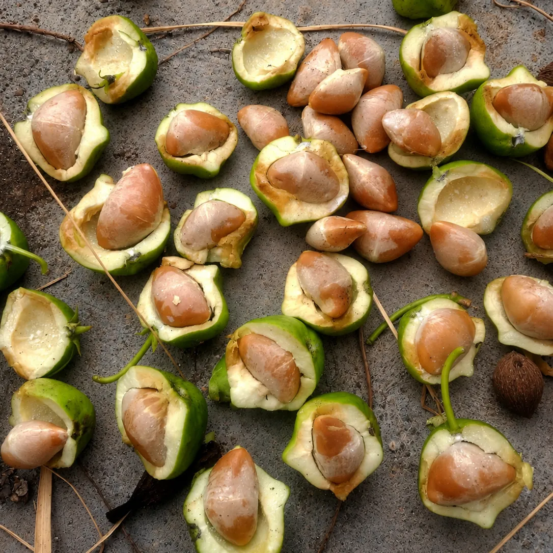 Freshly opened Kenari seeds